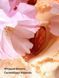 Парфюмированный спрей для тела Velvet Petals Brulee Body Mist 1481 фото 2